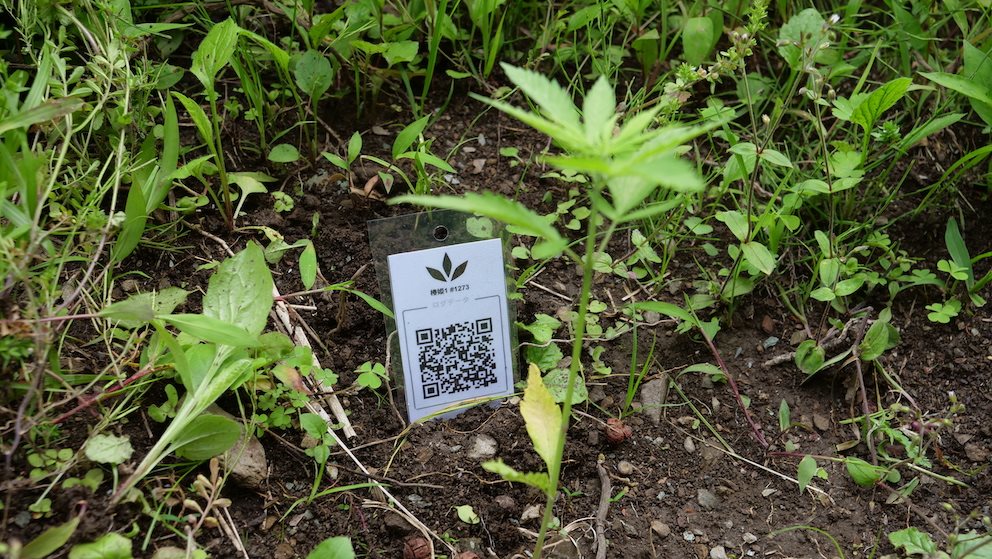 Featured Plant Image