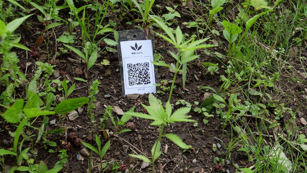 Featured Plant Image