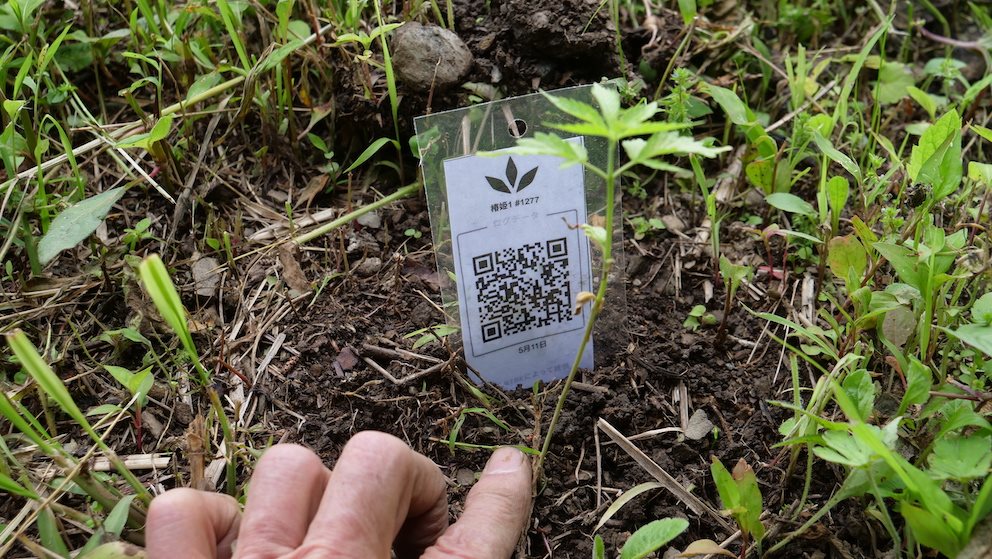 Featured Plant Image