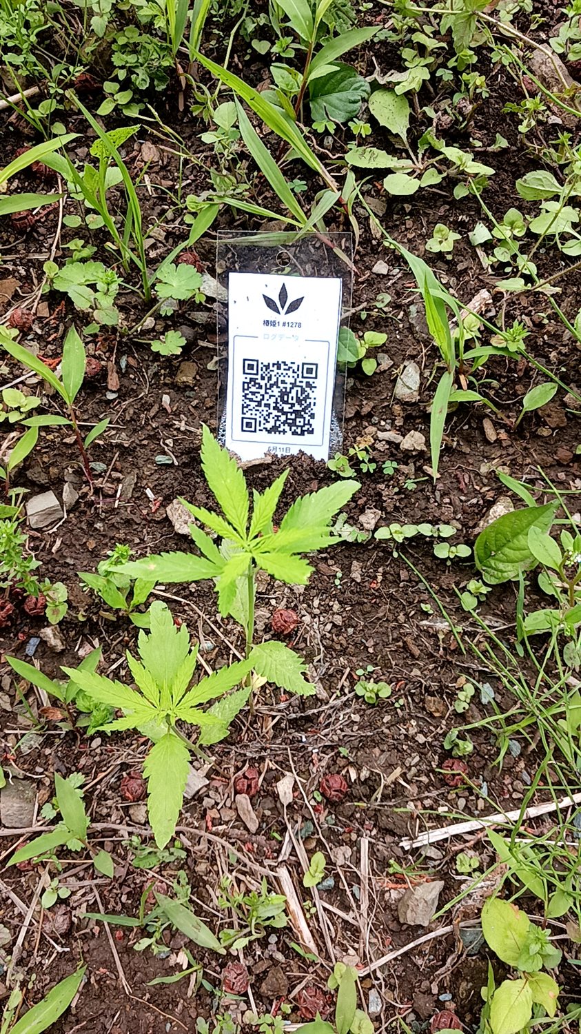 Featured Plant Image