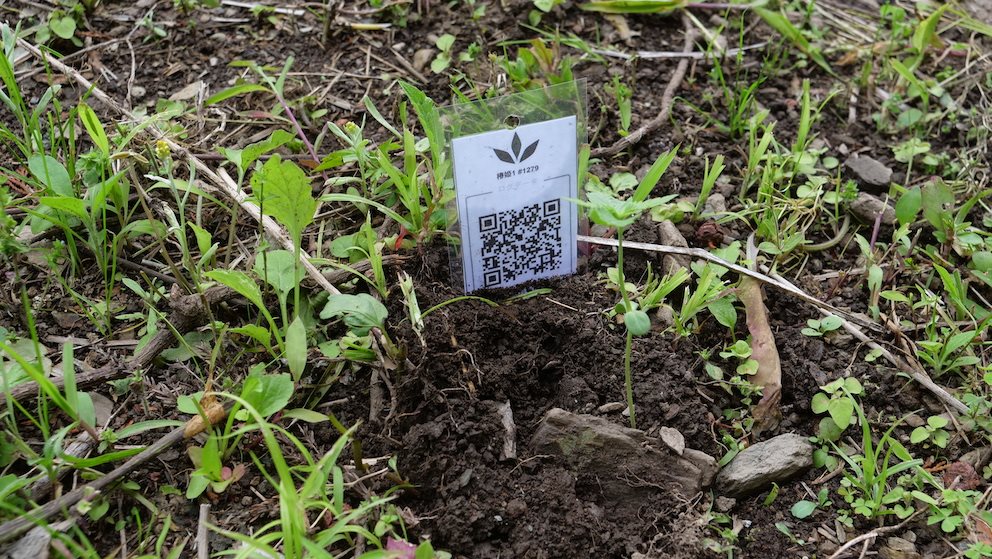 Featured Plant Image