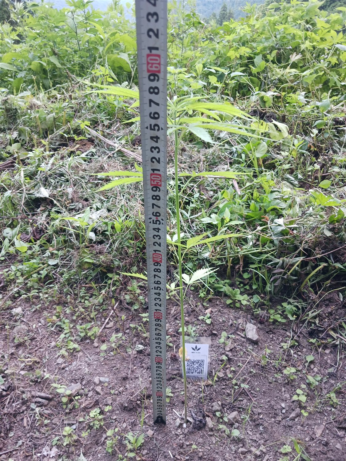 Featured Plant Image