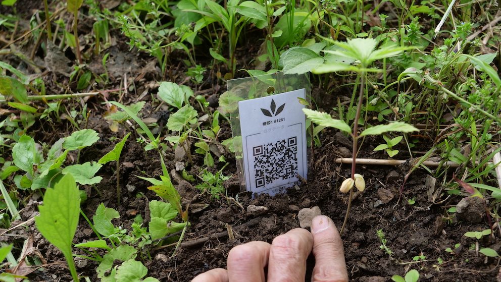 Featured Plant Image