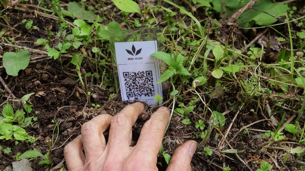 Featured Plant Image