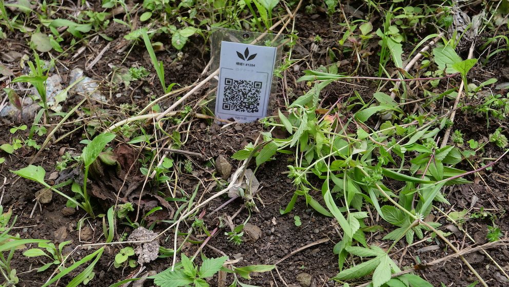 Featured Plant Image