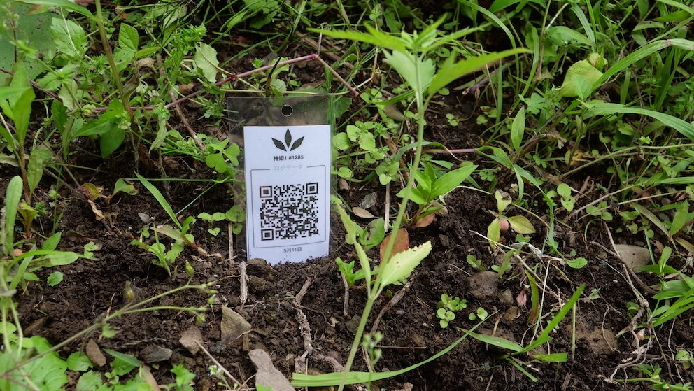 Featured Plant Image