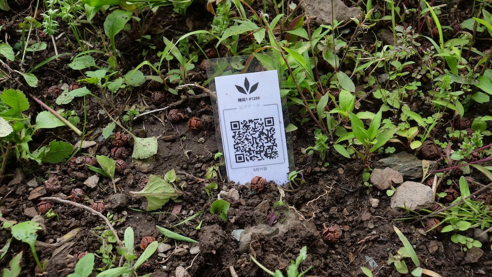 Featured Plant Image