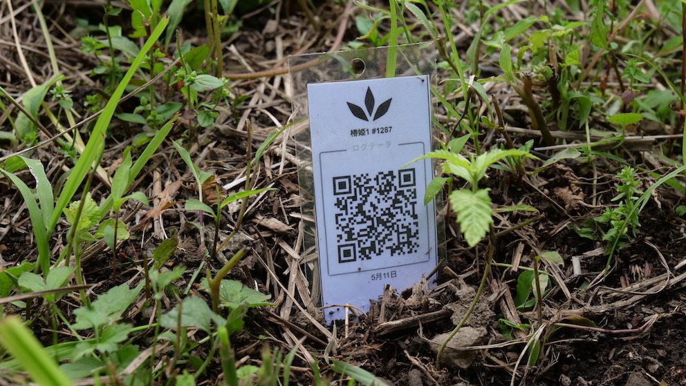 Featured Plant Image