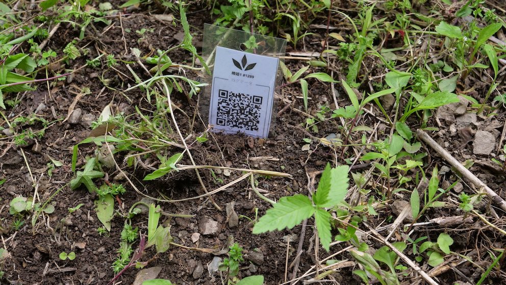 Featured Plant Image