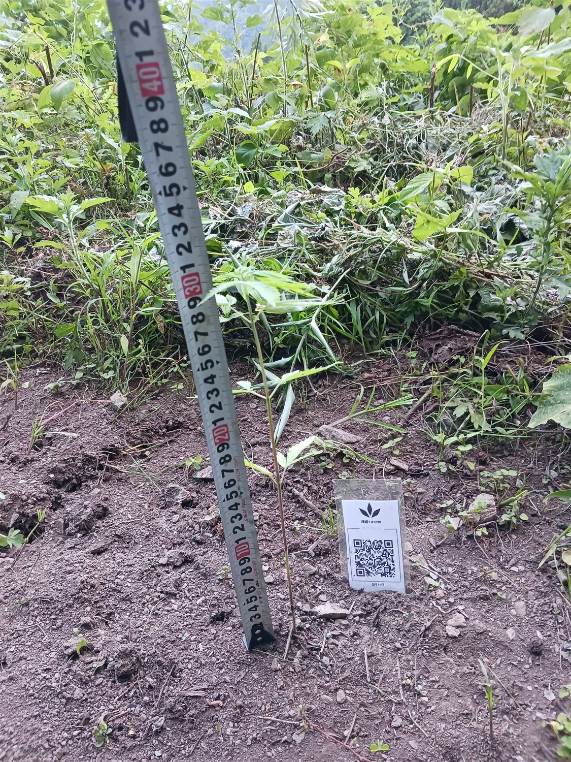 Featured Plant Image