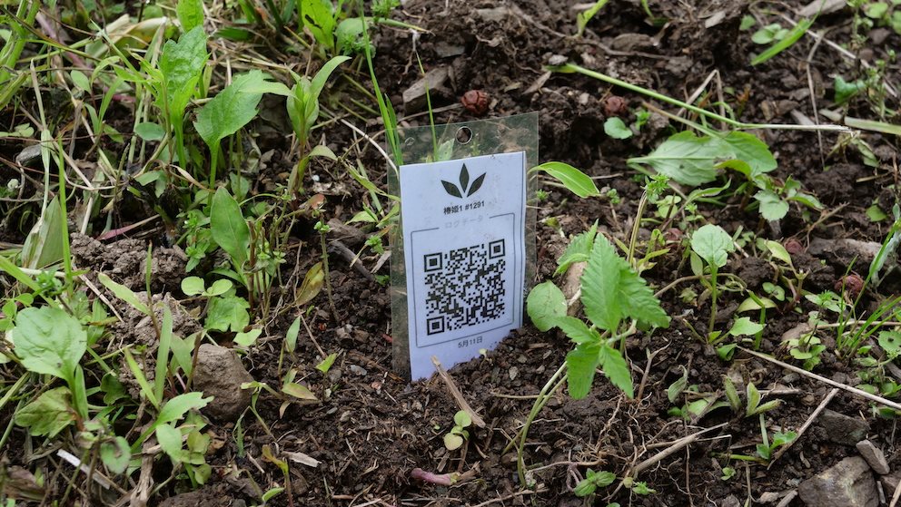 Featured Plant Image