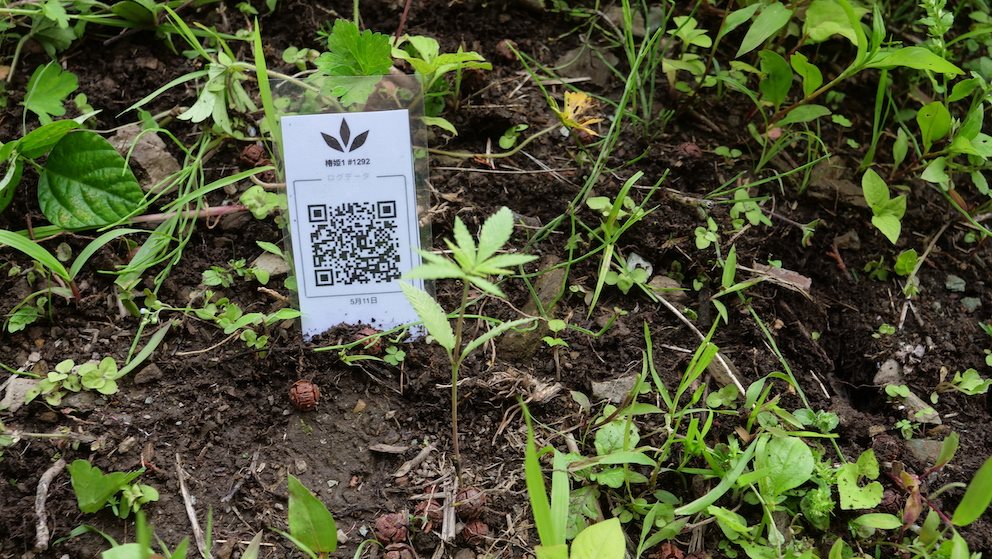 Featured Plant Image