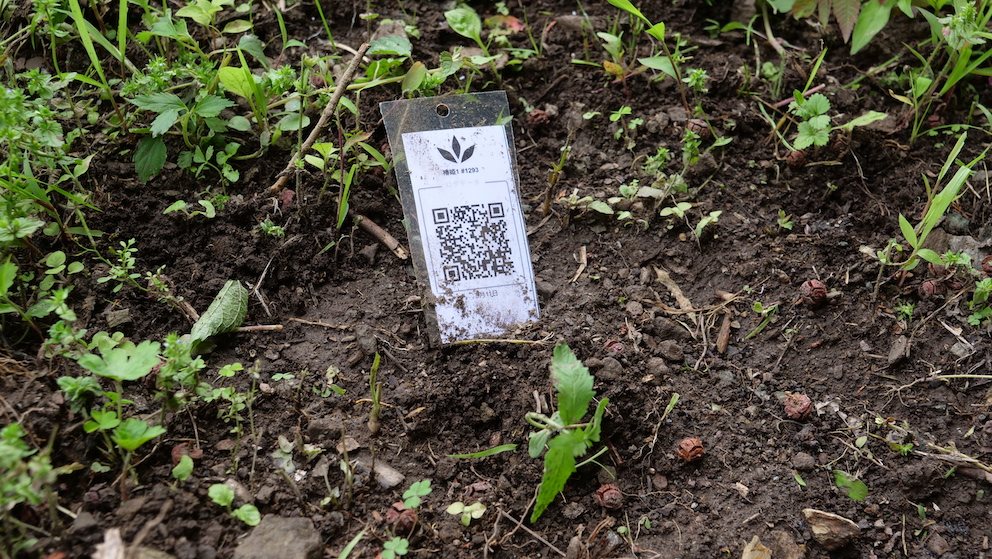 Featured Plant Image