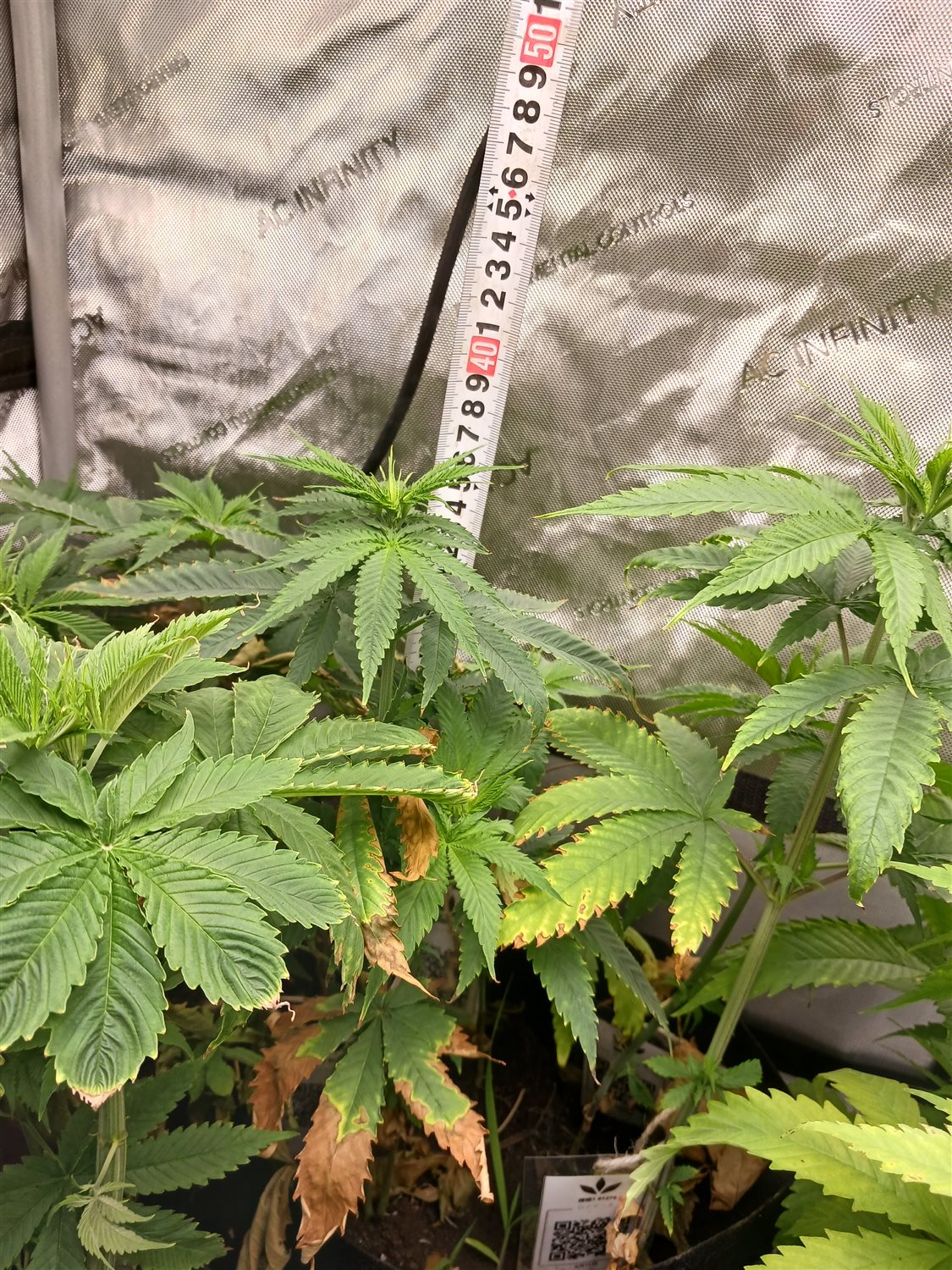 Featured Plant Image