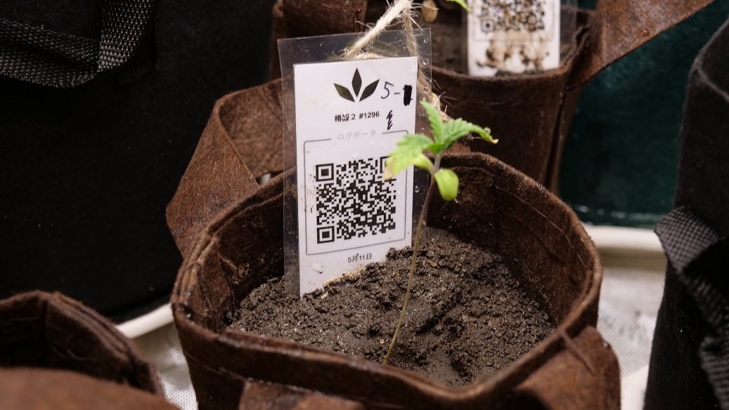 Featured Plant Image