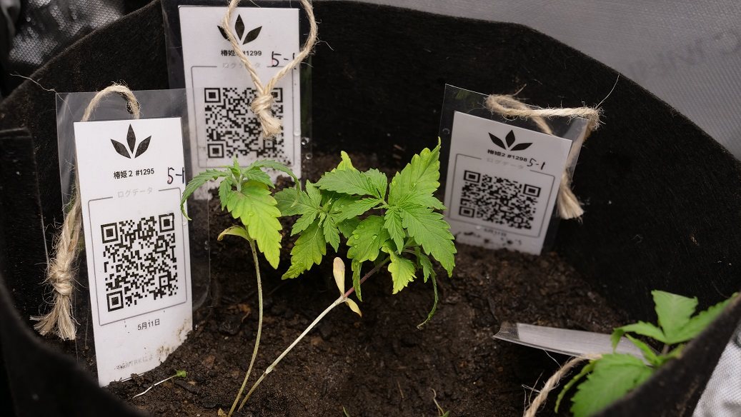 Featured Plant Image