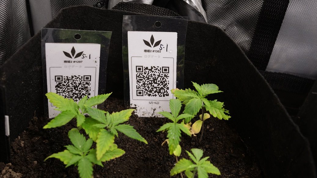 Featured Plant Image