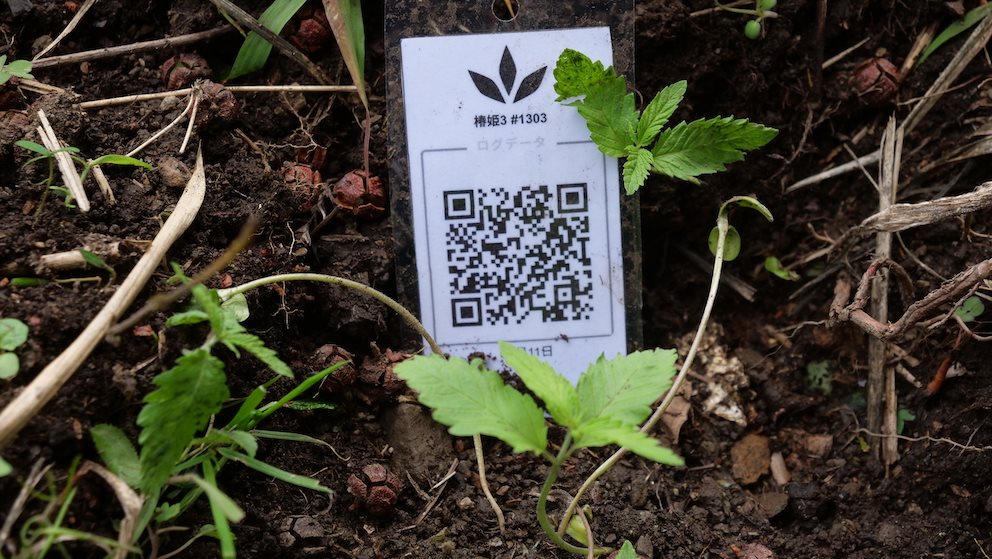 Featured Plant Image