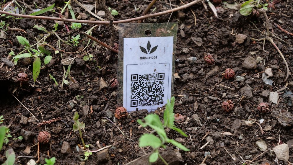 Featured Plant Image