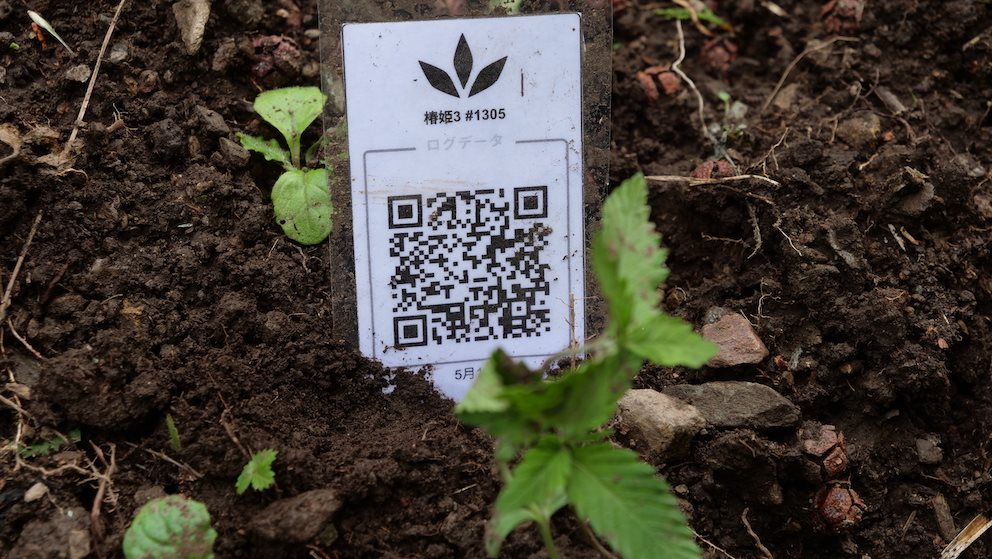 Featured Plant Image