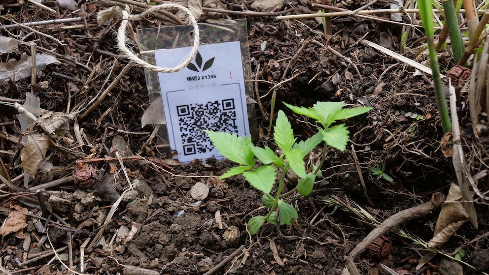 Featured Plant Image