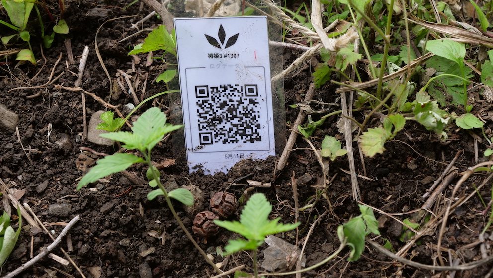 Featured Plant Image