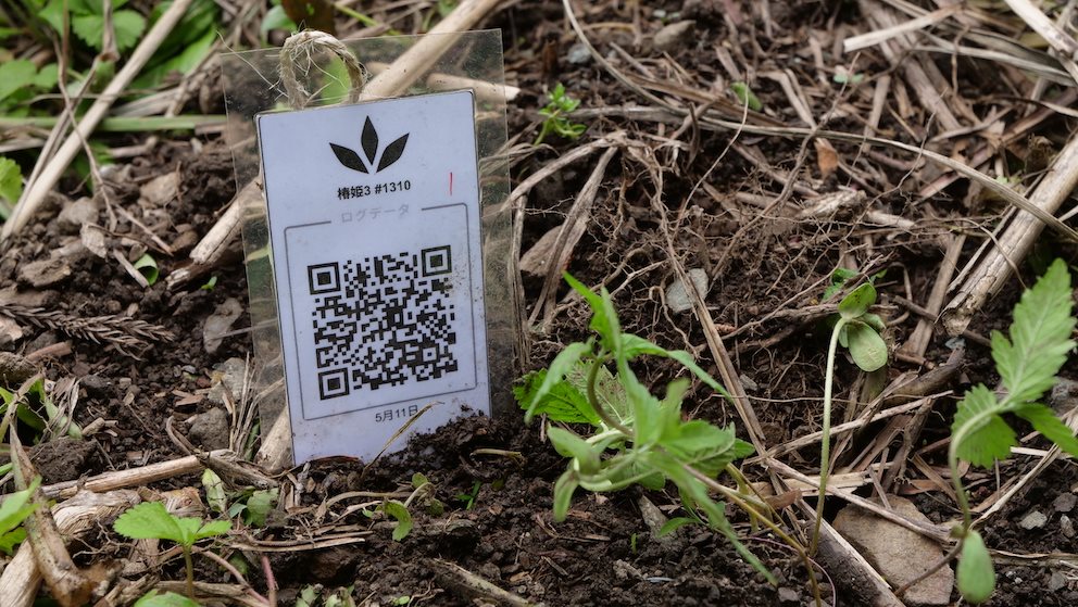 Featured Plant Image