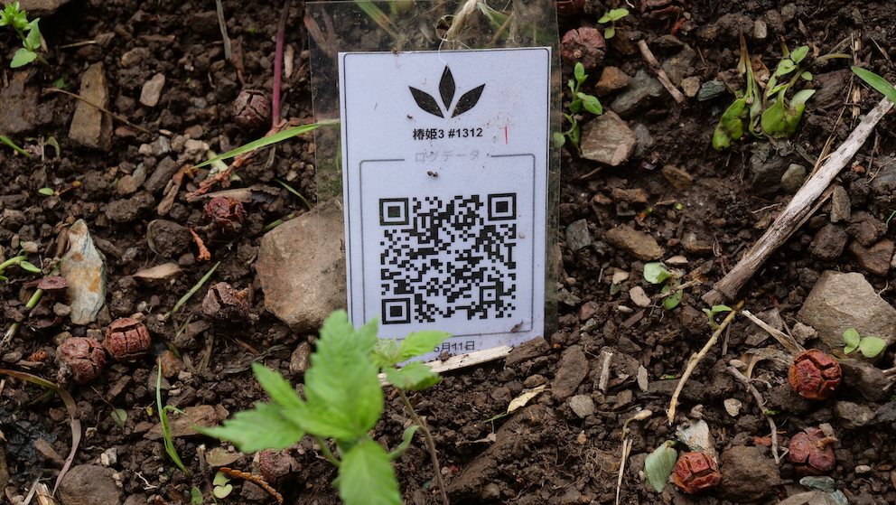 Featured Plant Image