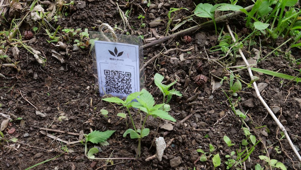 Featured Plant Image