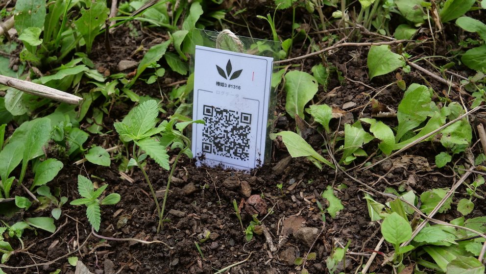 Featured Plant Image