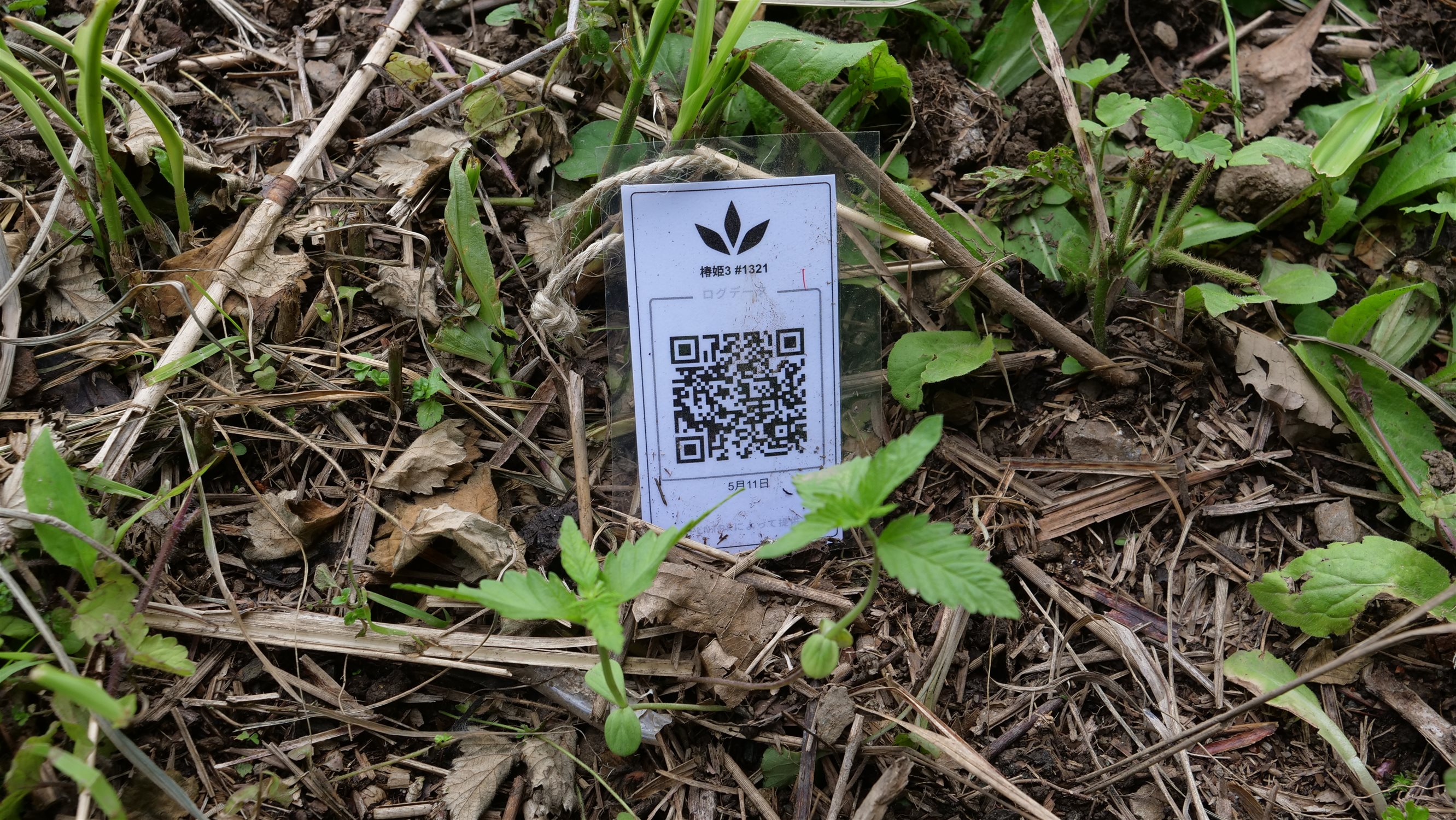 Featured Plant Image