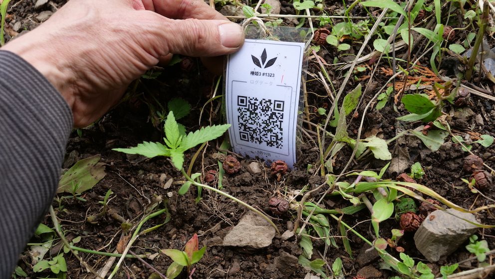 Featured Plant Image