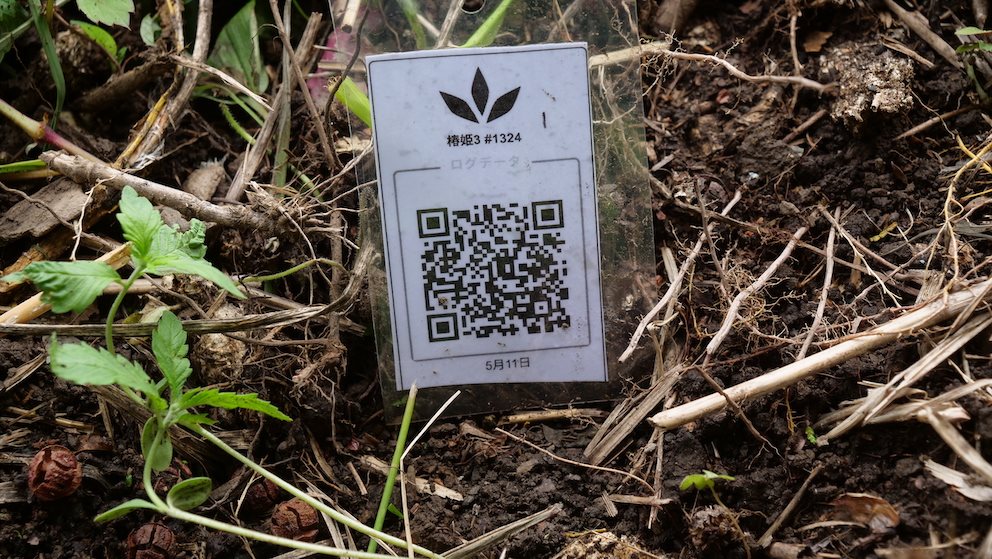 Featured Plant Image