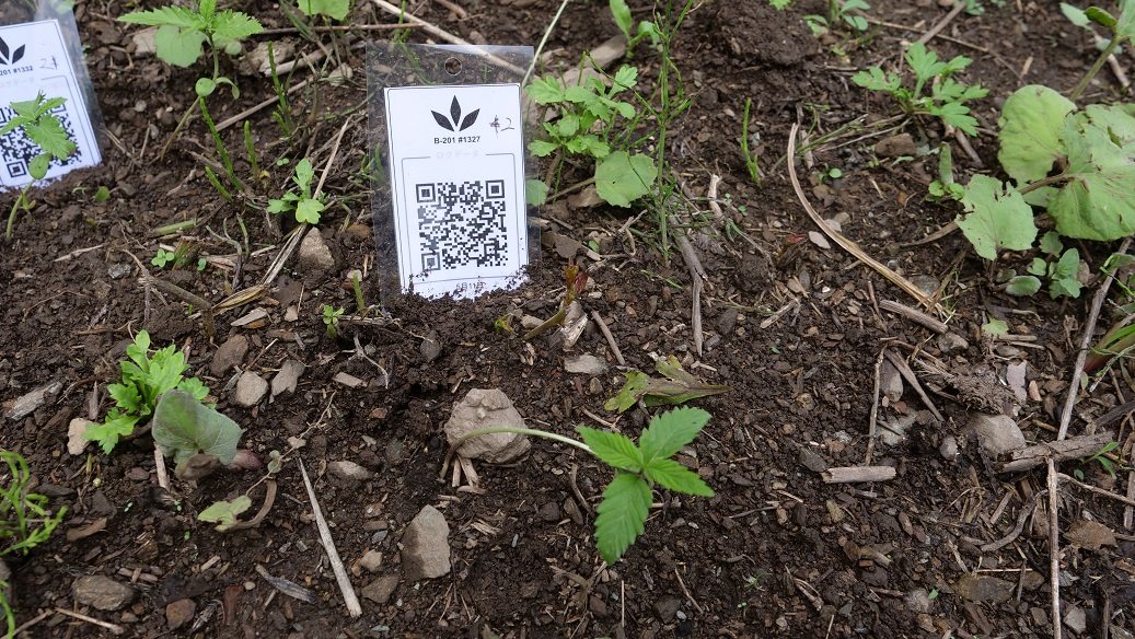 Featured Plant Image