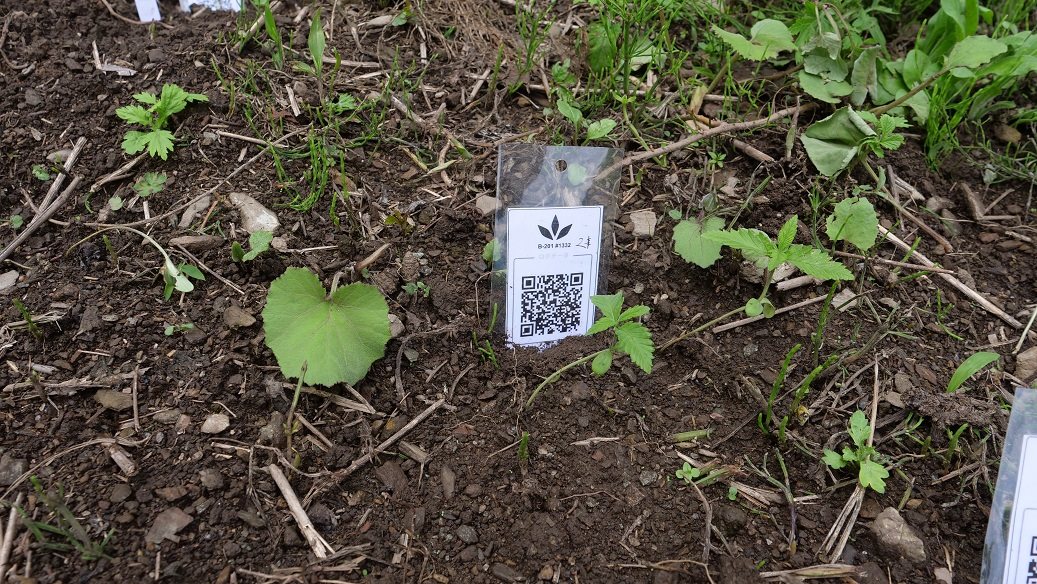 Featured Plant Image