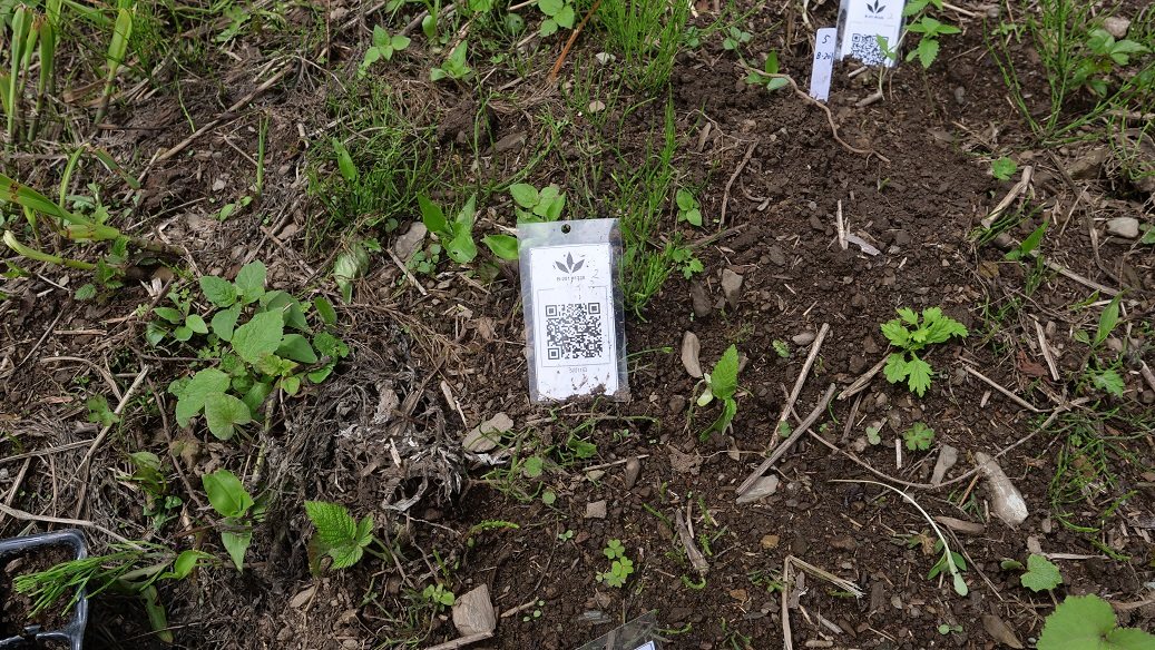 Featured Plant Image