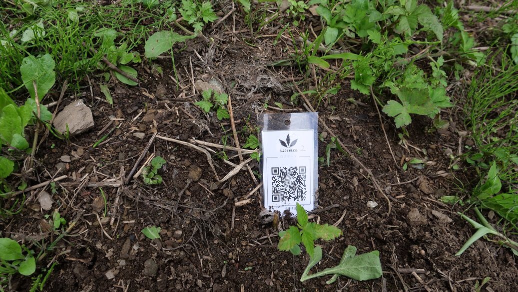 Featured Plant Image