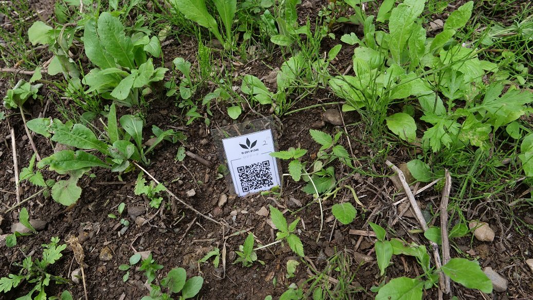 Featured Plant Image