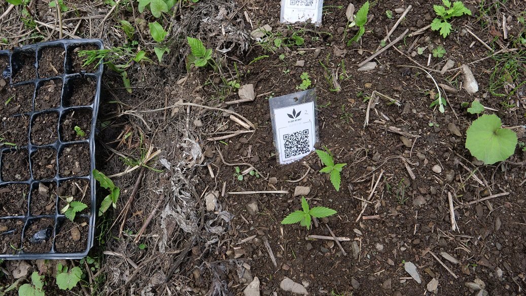 Featured Plant Image