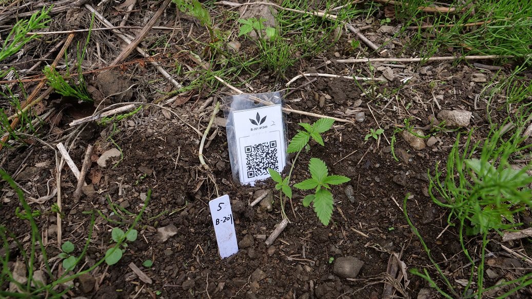 Featured Plant Image