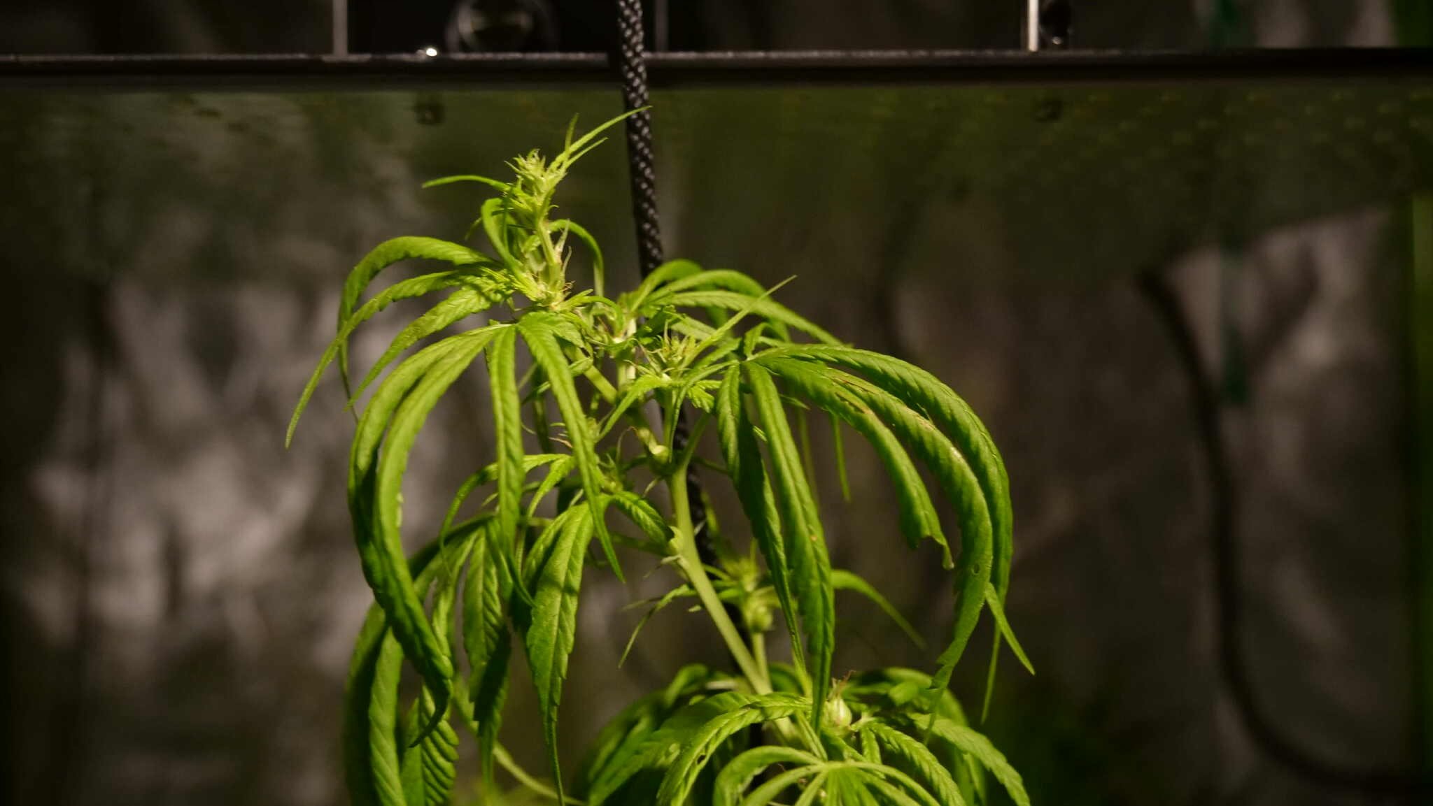 Featured Plant Image