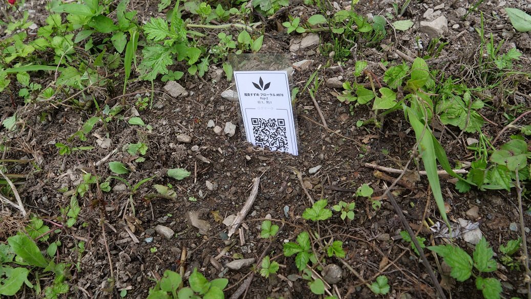 Featured Plant Image