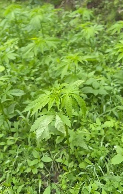 Featured Plant Image