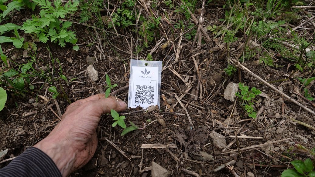 Featured Plant Image