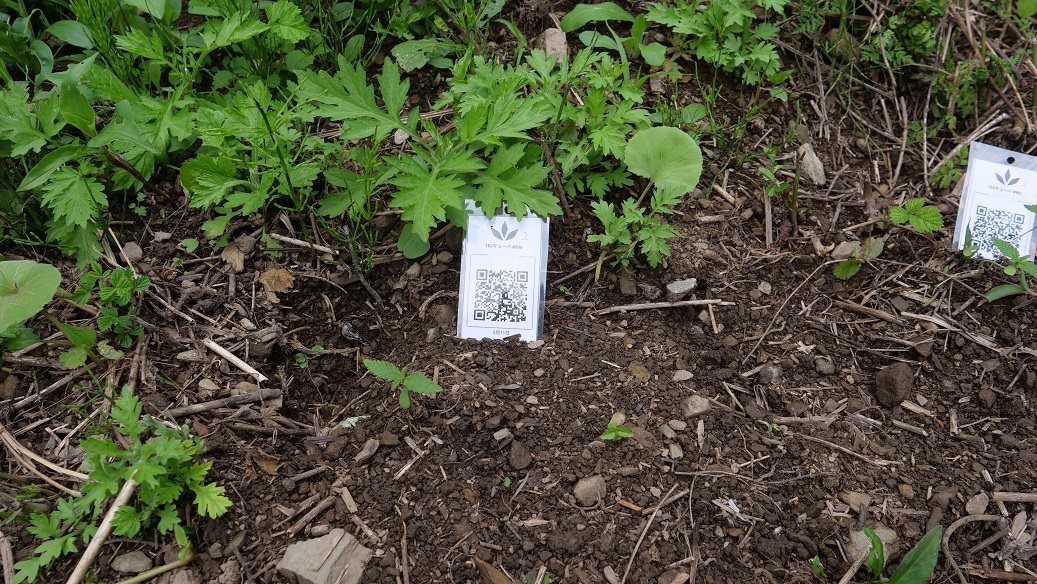 Featured Plant Image