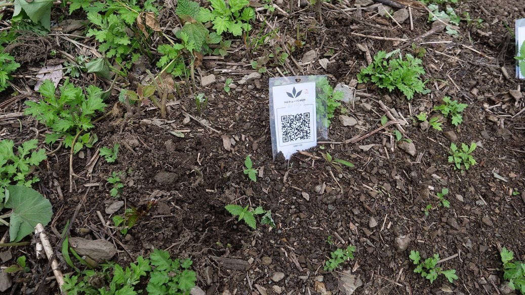 Featured Plant Image