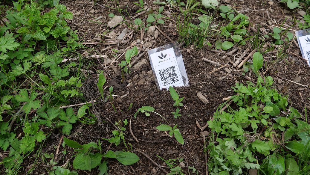 Featured Plant Image