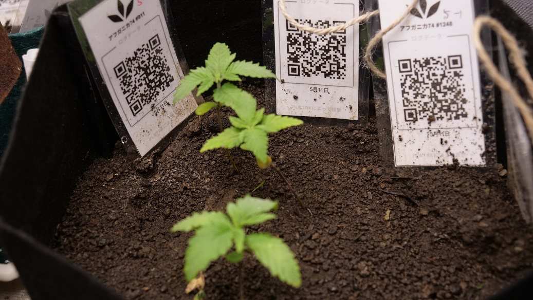 Featured Plant Image