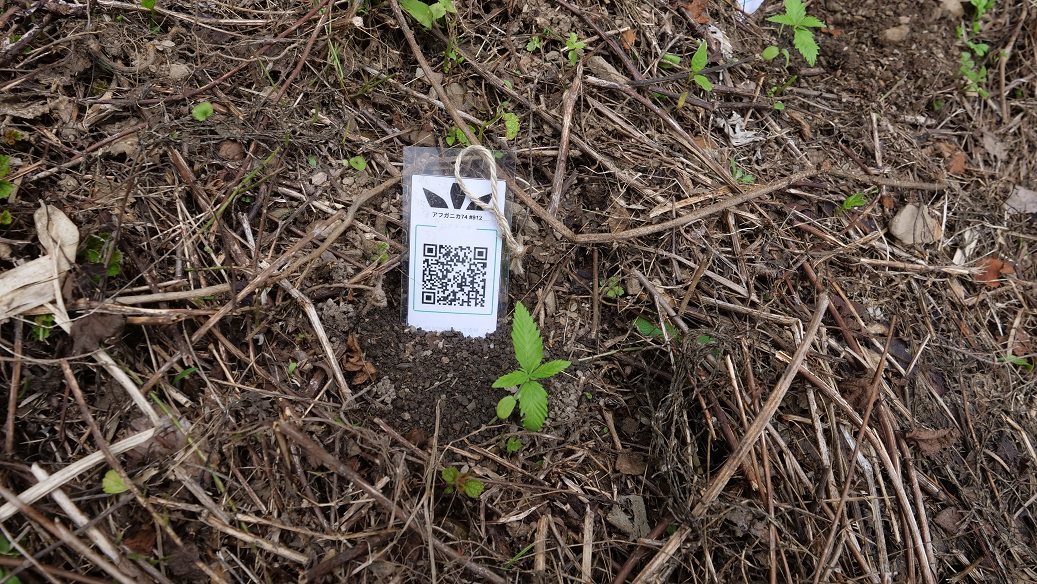 Featured Plant Image