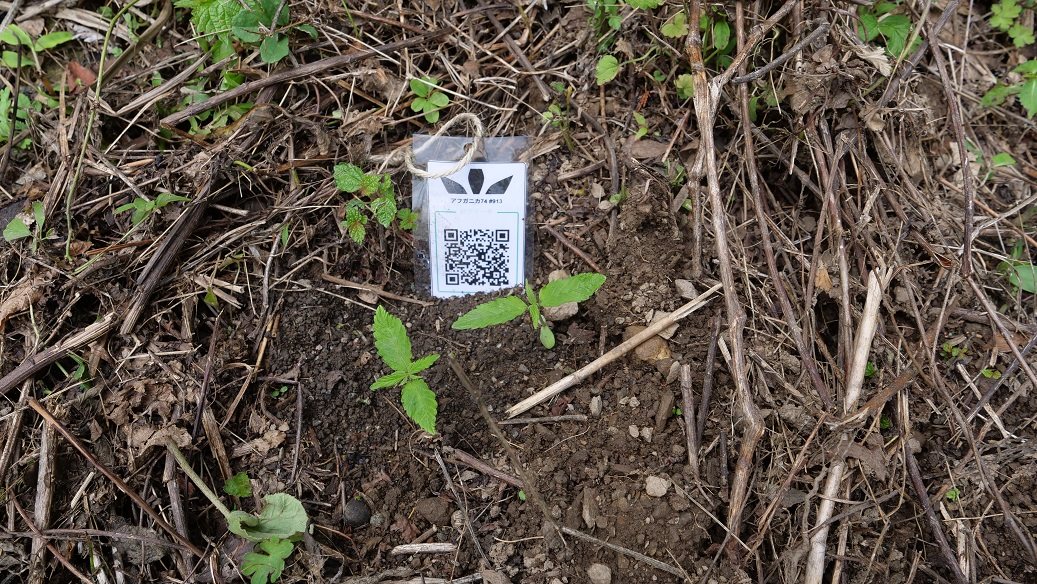 Featured Plant Image